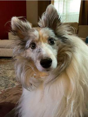 Cedar Hill Animal Clinic