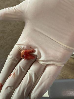 Hani M Radaideh, DDS