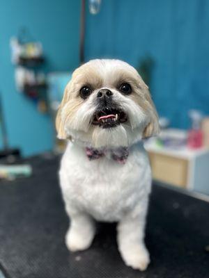 Fringe & Fur Dog Grooming