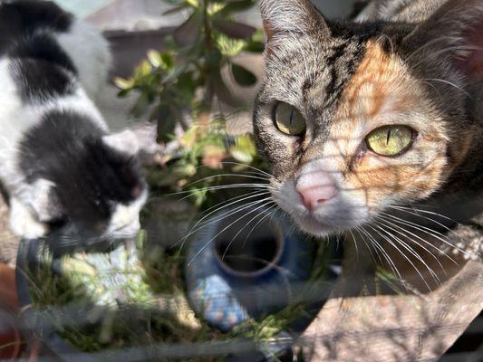 Native Animal Rescue