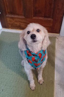 Hot Dogs Grooming and Day Spa