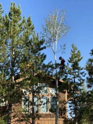 Simply Arbor Tree Care