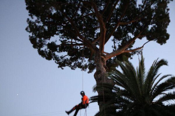 Call Oscar Tree Service