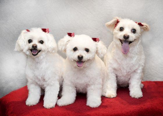 Gracie, Lola and Kiki LOVE Posh Paws Rocklin!!