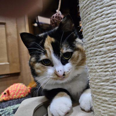 Tillamook Veterinary Hospital