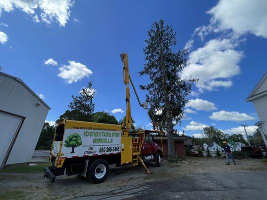 Statewide Tree & Stump Service