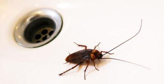 Ashley Oaks Apartments