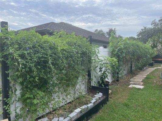 Butterfly Pea Vines.