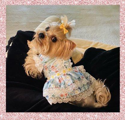 Pause 4 Paws Pet Grooming and Hotel