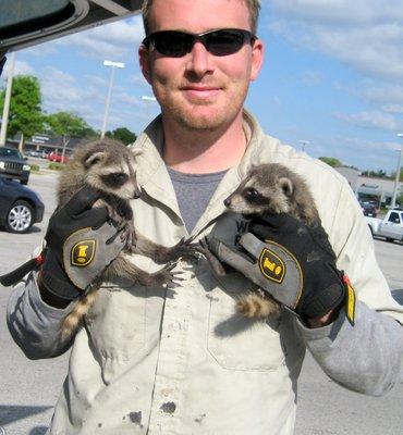 Wildlife Removal Northeast Mississippi