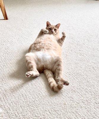 Alpha Animal Hospital