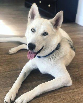 Wags and Walks Dog Sitting