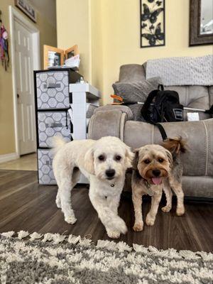 The Little Pet Salon