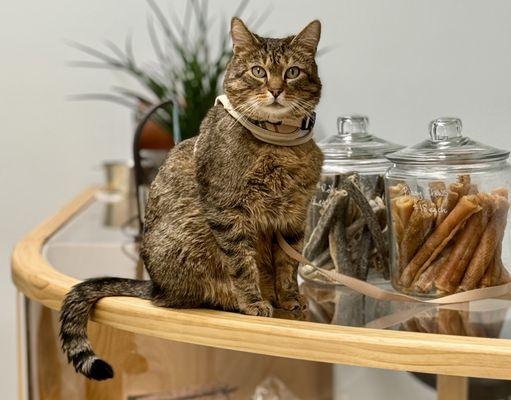 We have treats and freshly made raw food for cats!