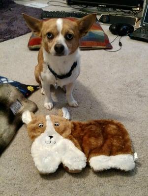 Holiday Pet Festival