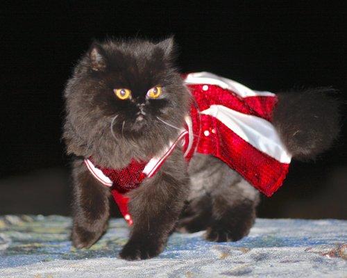 Scarlett O'Hara, a happy, now 17 yr old client.