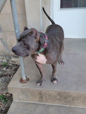 I've been taking my dogs and cat here for a couple months now and they always look wonderful after. Thank you so much Barbi for everything!