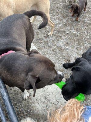 Petiquette Pooch Concierge & Petiquette Boutique & Spa