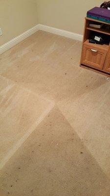 Fergie's Carpet Care