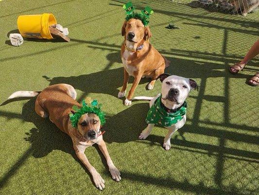 Three pup best friends celebrating st pawtrick's day together at doggy daycare