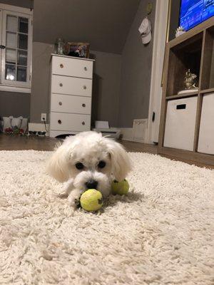 Karen's Pooch Parlor