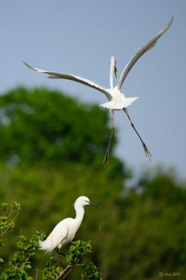 Houston Audubon Society