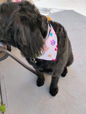 Bentley showing off his new scarf