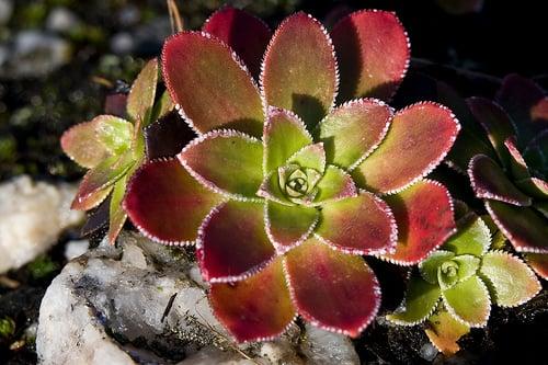 Gråsone Healing Arts