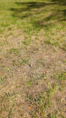 How is your yard being serviced consistently for 3 years and looks like this?
