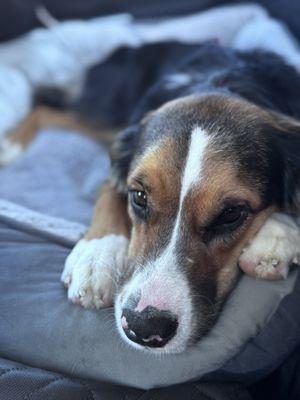 Brush Bath and Beyond