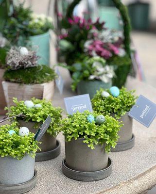 Seasonal Arrangements from the Potted Desk