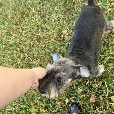 Starry Night Pet Care