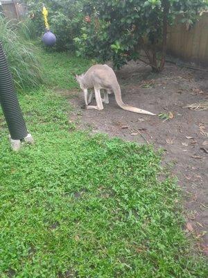 Kim's Kittens & Canines