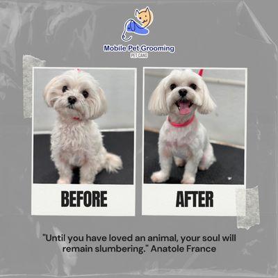 Mobile Pet Grooming - Pet Cano