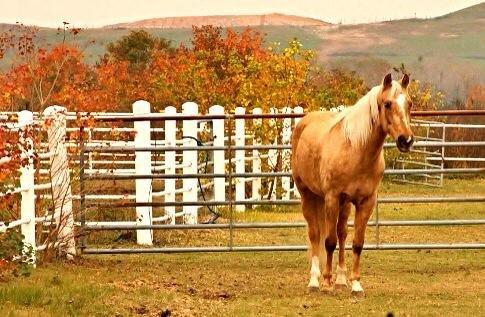 Dawson Equestrian Center