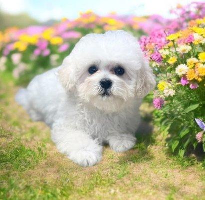 Doggie Styles Pet Grooming