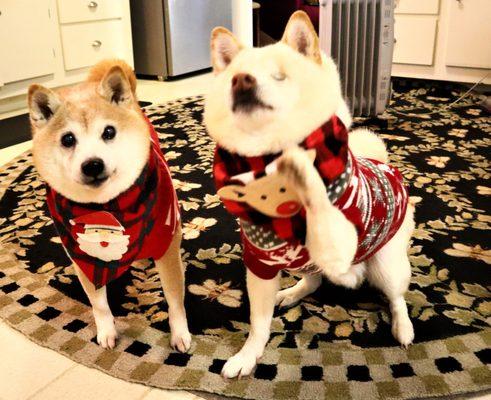 Ocean Veterinary Hospital