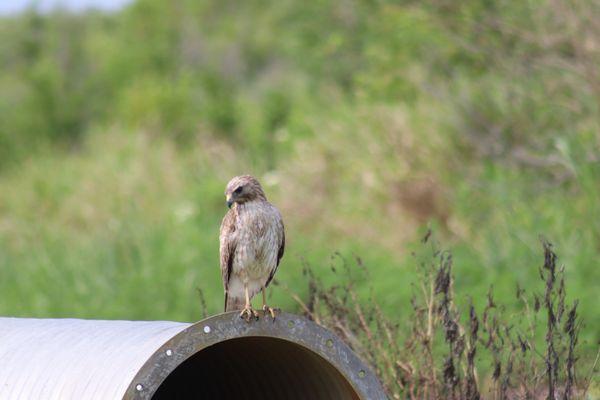 Lake Apopka Wildlife Drive