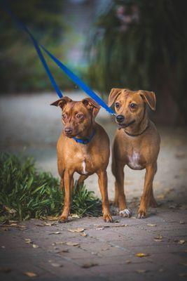 Smart Paws Private Training - Amelia Olson