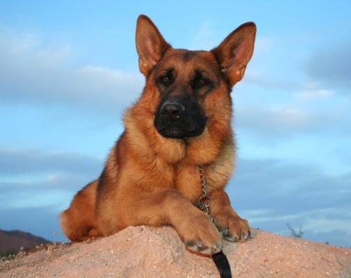 Desert Mountain German Shepherds