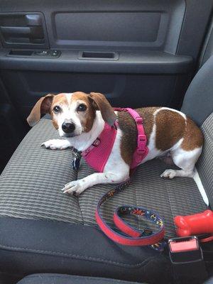 The Animal Hospital of Barrington