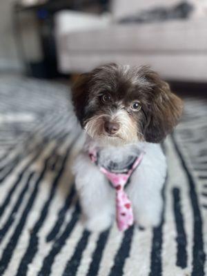 Woof Gang Bakery & Grooming