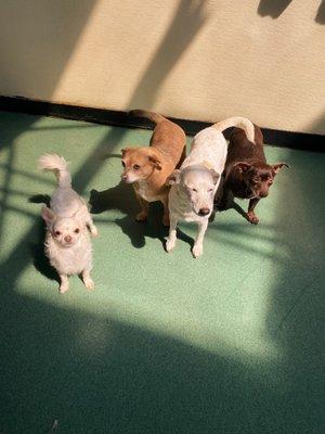 My 3 pups plus an extra.