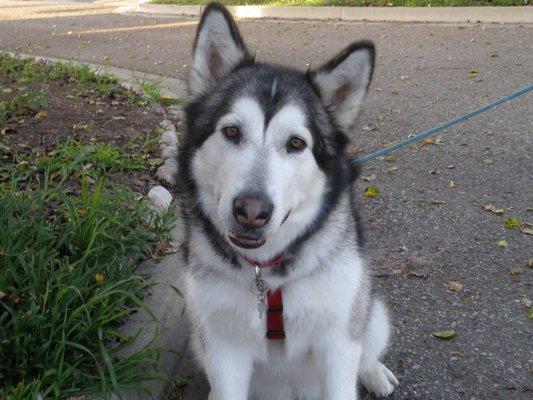 Ruth Corbo, DVM, CVCP, CVA - Vet2Pet Mobile Holistic Veterinary