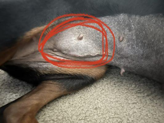 Bayshore Animal Hospital