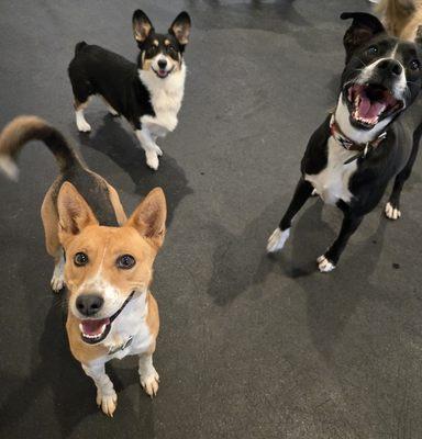 The Paws Zone - Grooming, Boarding & Dog Daycare