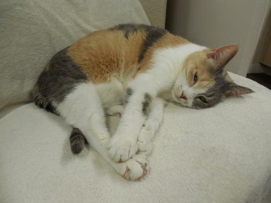 Loving Care Pet Hospital