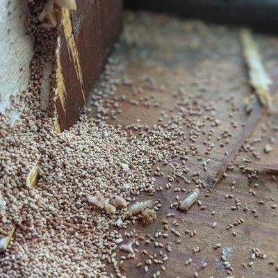 Advance Pest Control