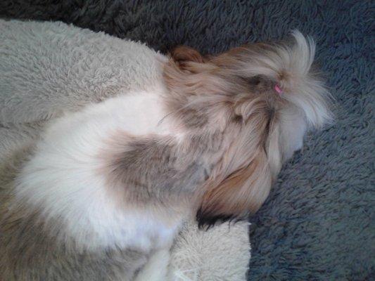 Brought my dog in for a trim and she was butchered. And the place is disgusting.