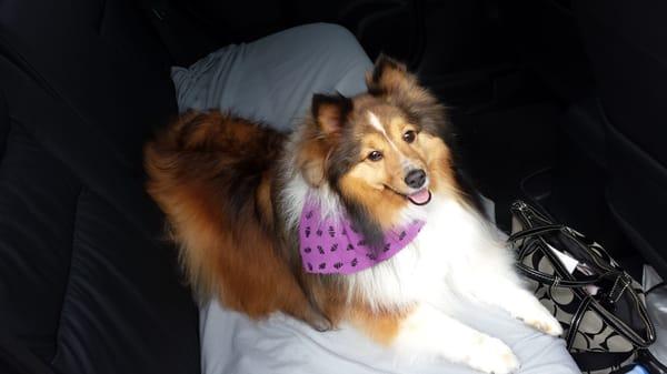 My Abby was happy, clean, and smelled wonderful leaving Dog De Salon.